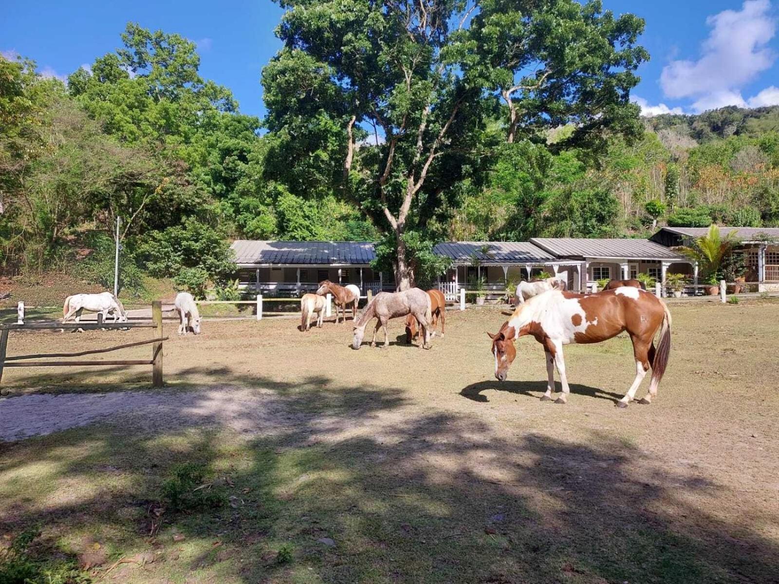 Ranch Black Horse Villa เลส์ทรัวส์-ซีเลต์ ภายนอก รูปภาพ