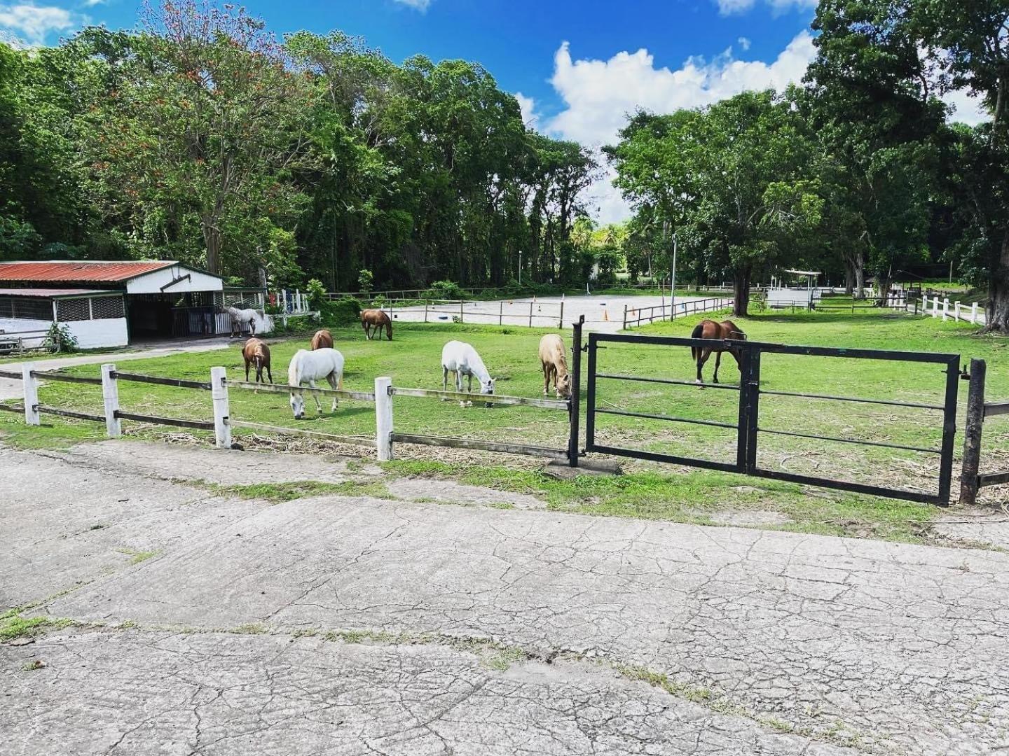 Ranch Black Horse Villa เลส์ทรัวส์-ซีเลต์ ห้อง รูปภาพ